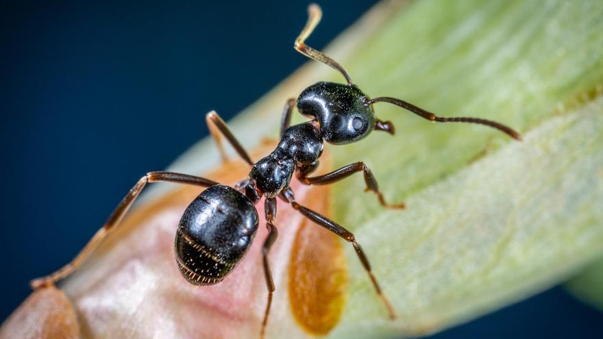 Descubren que las hormigas son mejores que los pesticidas contra las plagas agrícolas