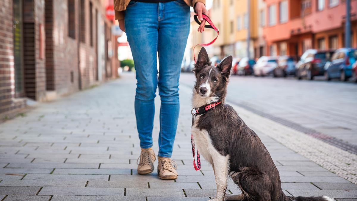 Los perros activos o jóvenes necesitan más salidas que los mayores.