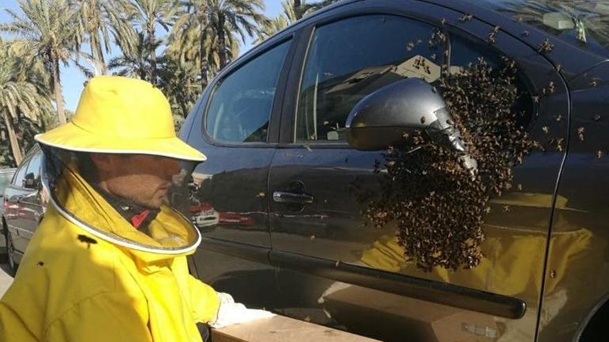 Un enorme enjambre de abejas se apodera del retrovisor de un coche en la calle Blas Orts