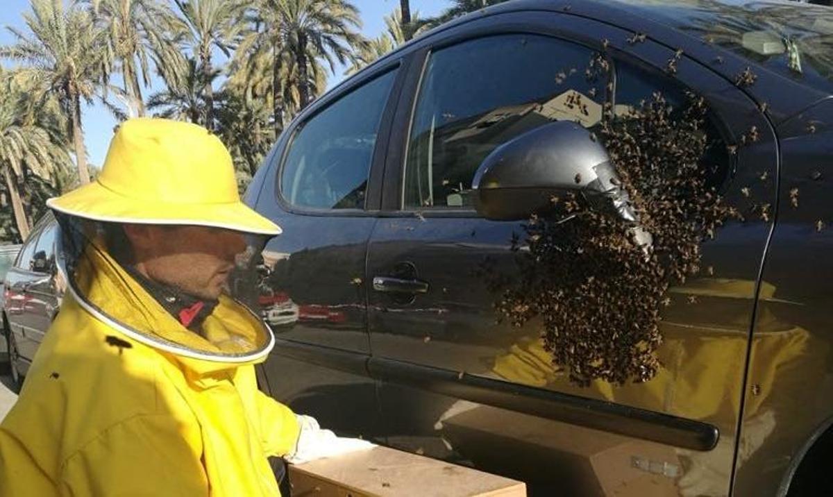 Un enorme enjambre de abejas se apodera del retrovisor de un coche en la calle Blas Orts