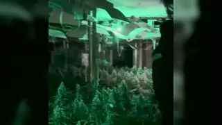 'Narcochalets' en el Maresme: cae un clan familiar iraní con plantaciones de marihuana en casas de lujo