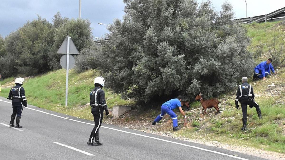 Polizisten und Helfer versuchen, eine Ziege auf einer Straße von Mallorca einzufangen.