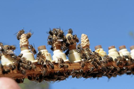 Pau Ixent Queralt und Biel Coll sind die einzigen Züchter von Bienenköniginnen auf der Insel. Ein Besuch auf den Wiesen von Son Berga bei Alaró