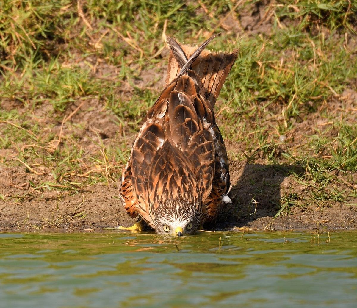 Un Milano real bebe de una charca a punto de secarse.