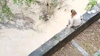 Vídeo | Una cordobesa se lanza al Guadalquivir para rescatar a un gato aislado por el agua