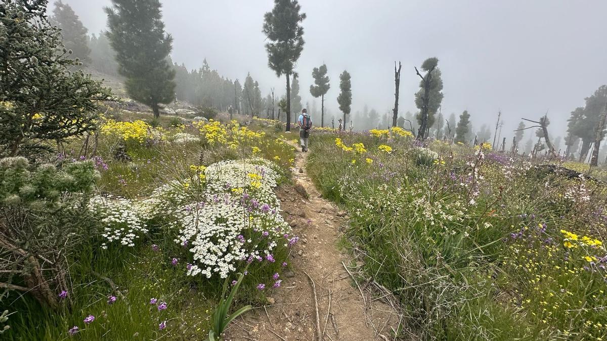Ruta por la cumbre de Gran Canaria en mayo de 2026.