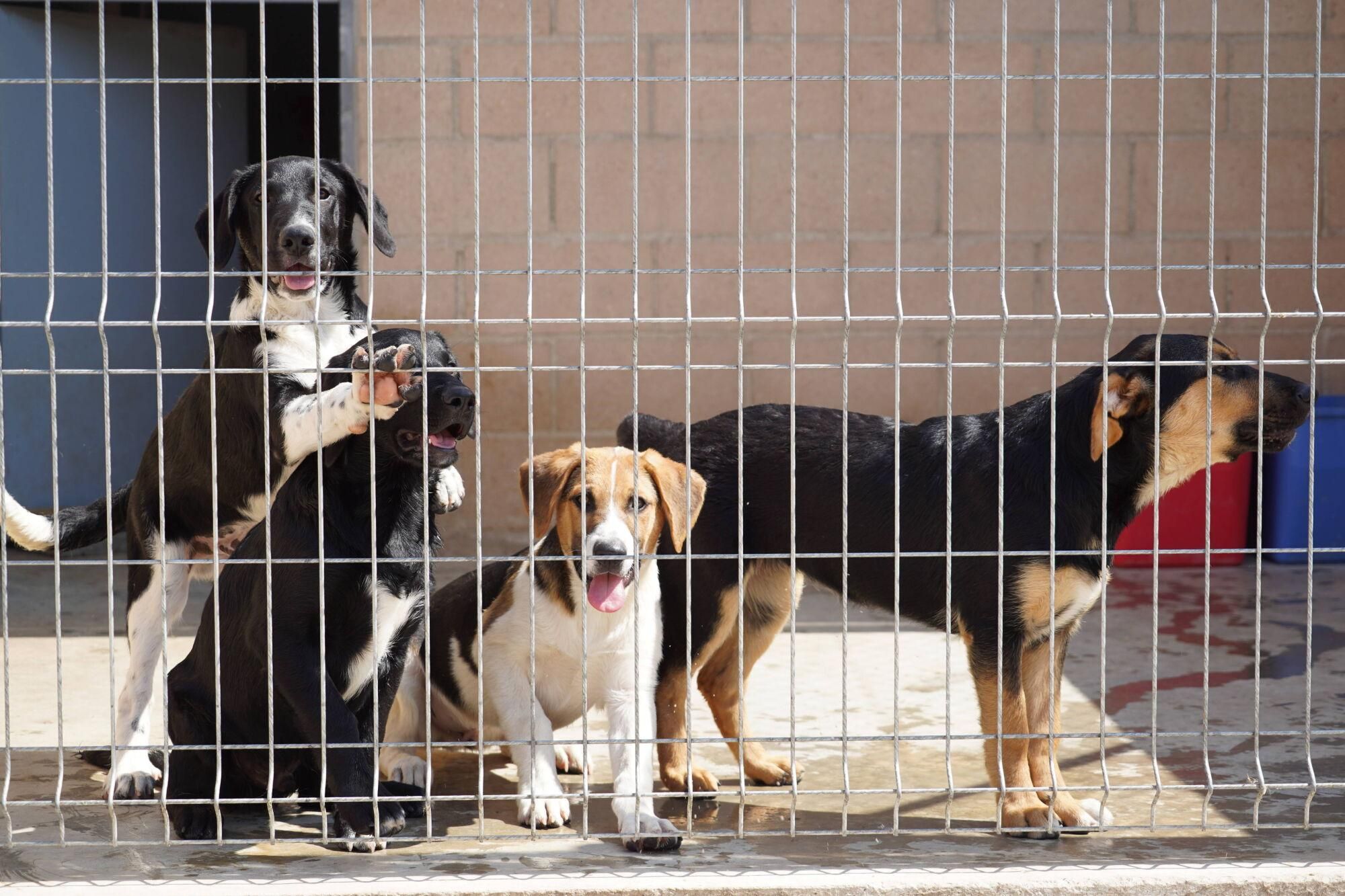 Visita a las instalaciones del nuevo Centro de Protección Animal