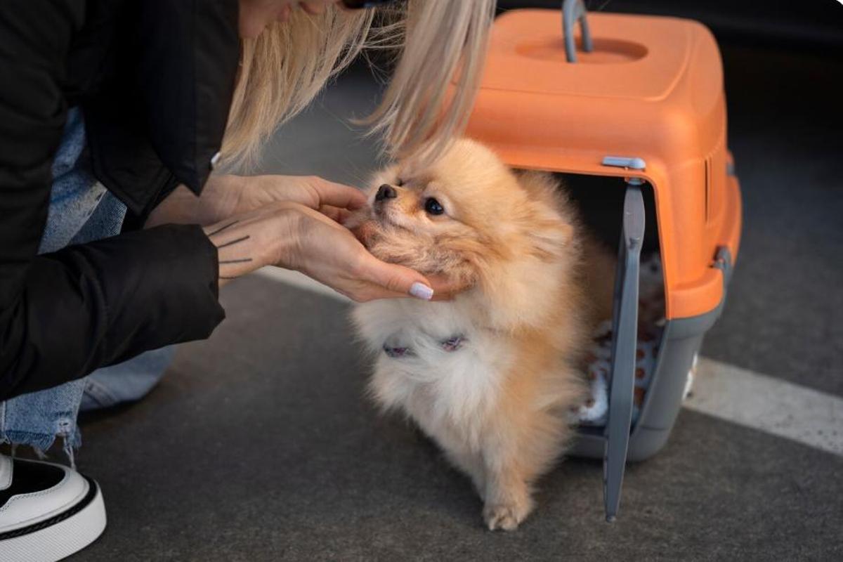 Com haig de dur la meva mascota a l'aeroport