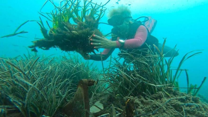 Posidonia arrancada por un ancla en la Bahía de Sóller.