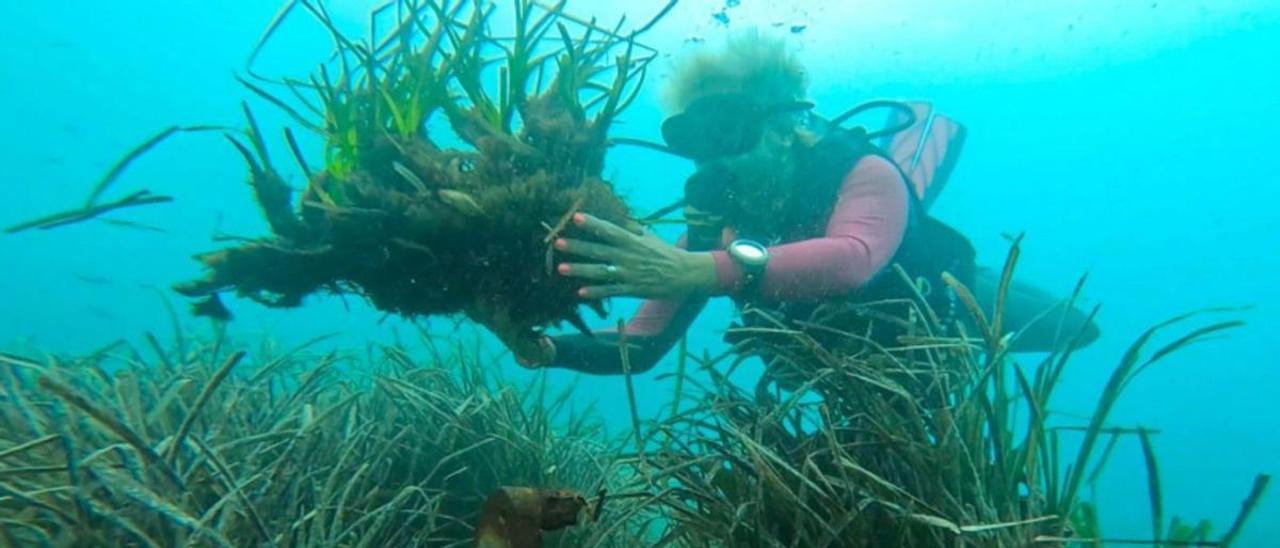 Posidonia arrancada por un ancla en la Bahía de Sóller.