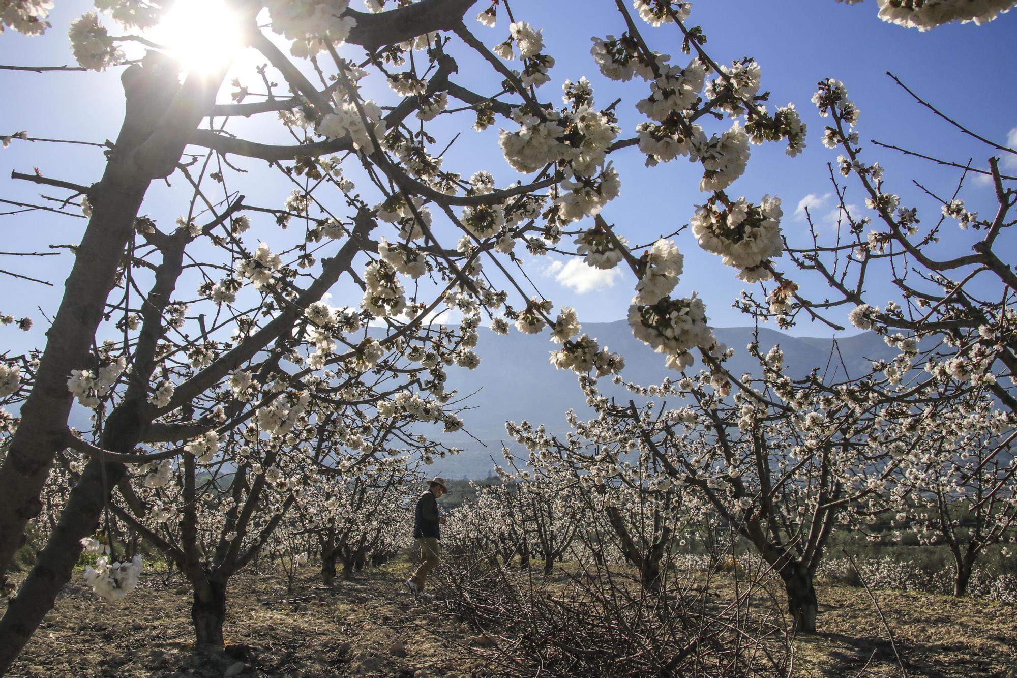 Cerezos en flor en Planes