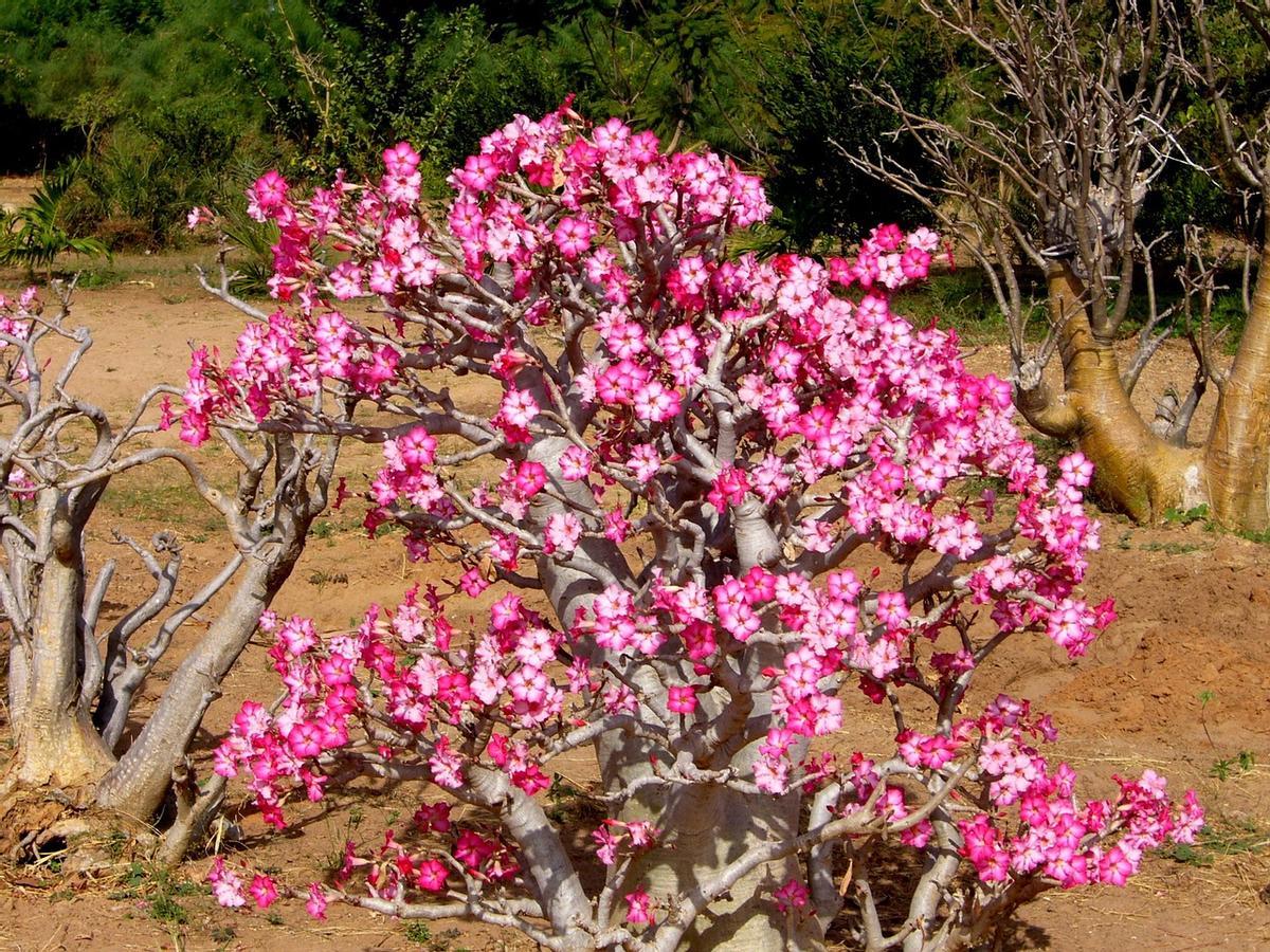 ADENIUM OBESUM | La fascinante Flor del Desierto: una planta resistente al calor intenso