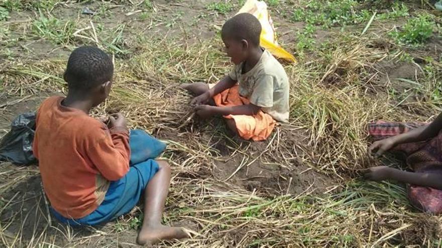 Tres niños recogen las chufas plantadas de manera experimental para ver cómo se adaptaban al terreno y al clima de Uganda.