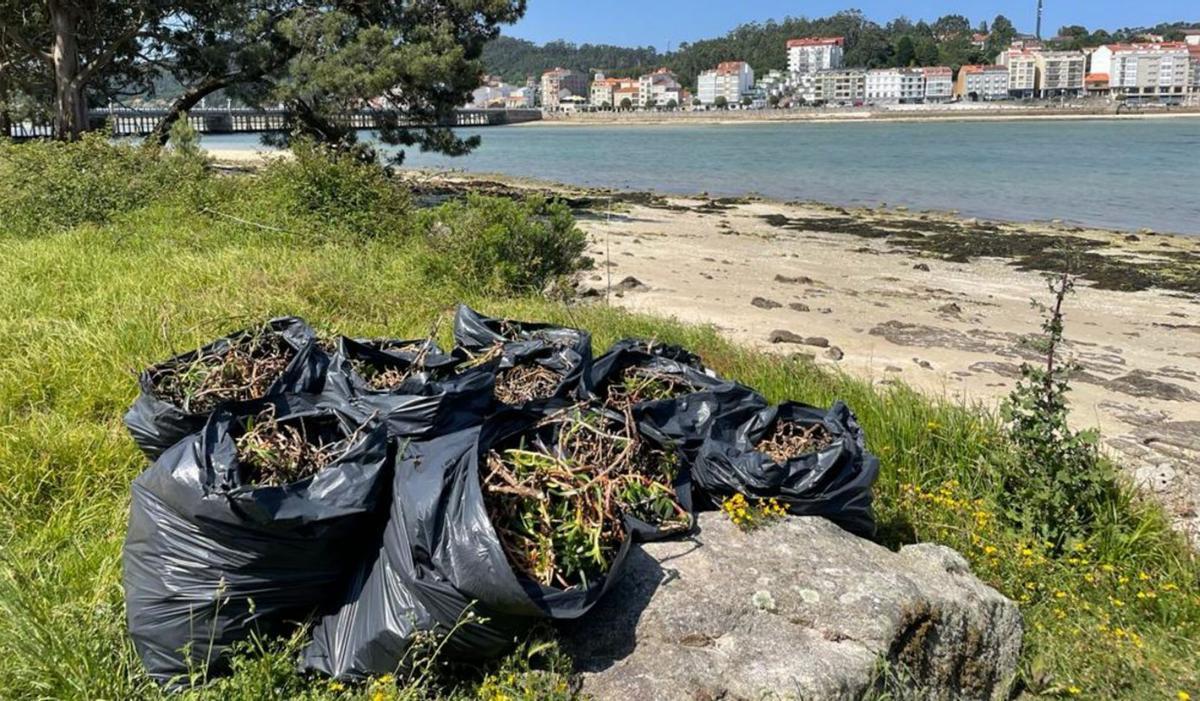 Bolsones con las plantas eliminadas en O Grove durante la mañana de ayer.   | // FDV