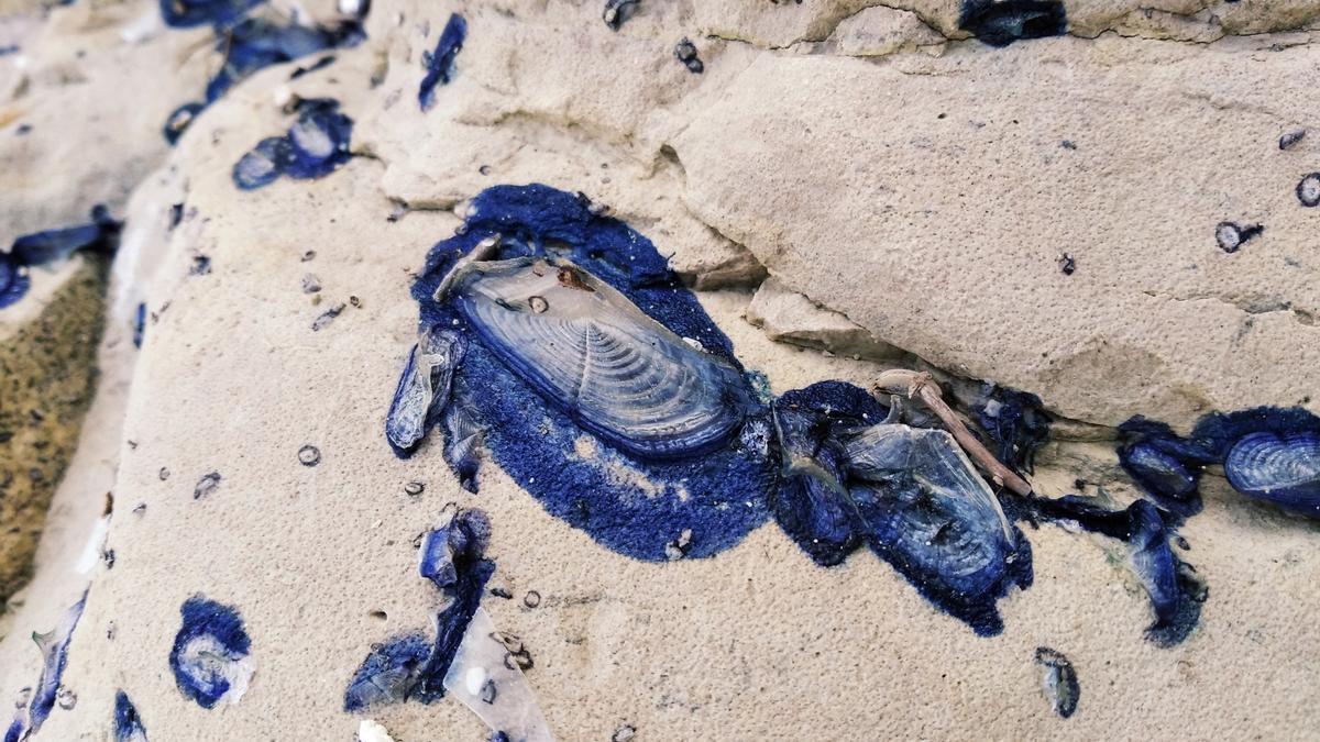 Las medusas, al descomponerse, tiñen de azul las rocas de la Cala Blanca