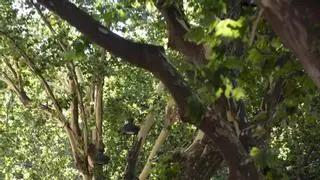 Un relevo generacional para los árboles de la Albereda: Xàtiva contrata nuevas plantaciones para sustituir a los ejemplares retirados
