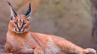 Así es el increíble caracat, el híbrido entre un lince y un gato