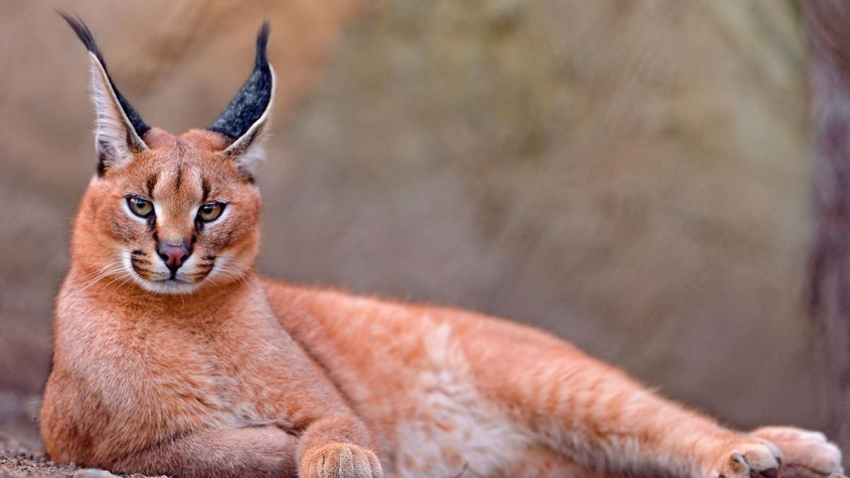 Caracat: Así es el increíble caracat, híbrido entre lince africano y gato