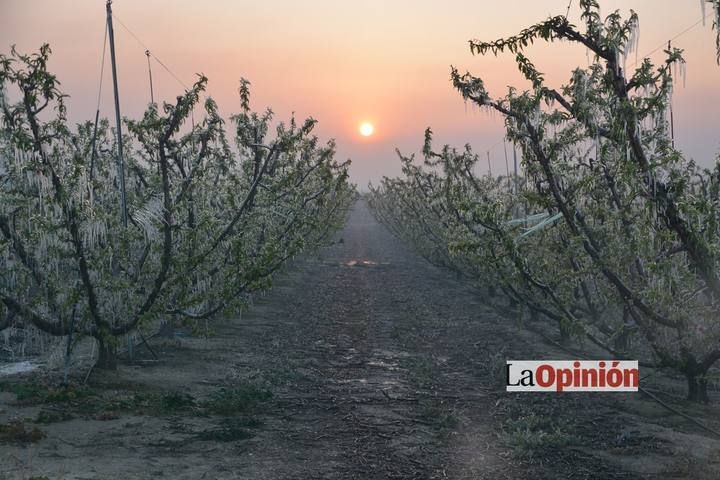 Helada del 17 de febrero de 2016 en Cieza