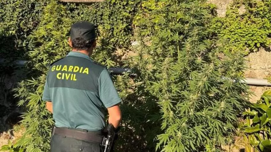 La Guardia Civil desmantela cinco plantaciones de marihuana en O Condado en menos de un mes