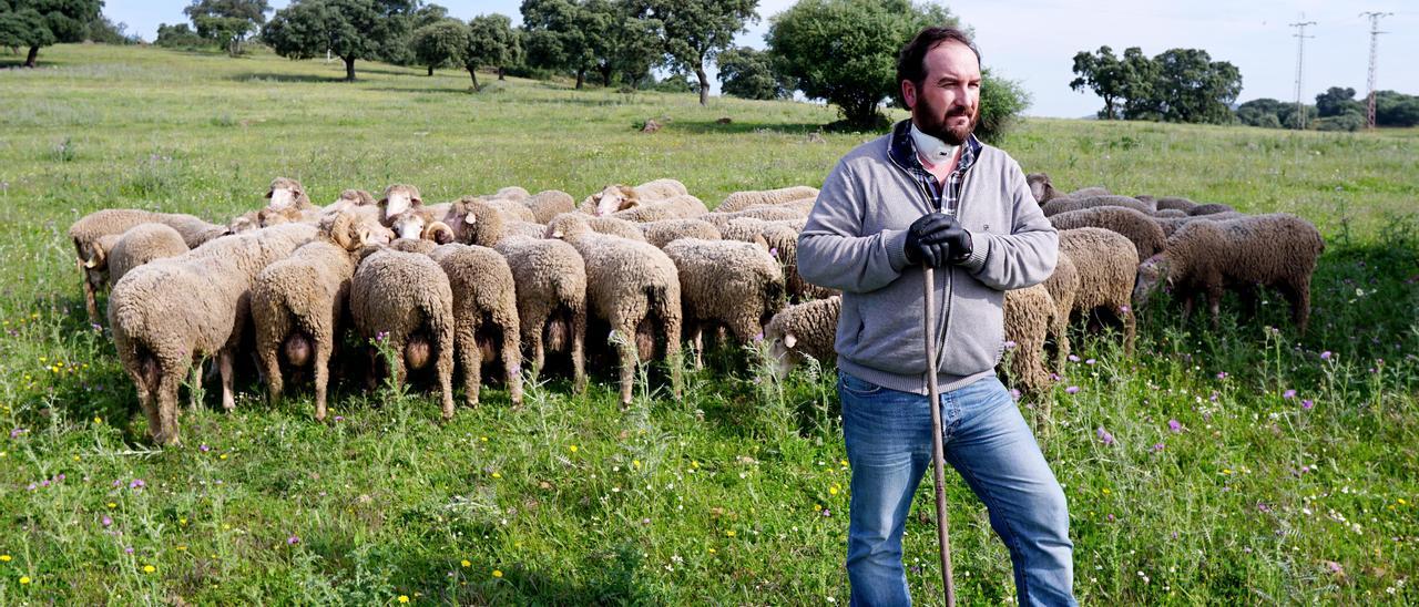 El ganadero Felipe Molina, con sus ovejas.