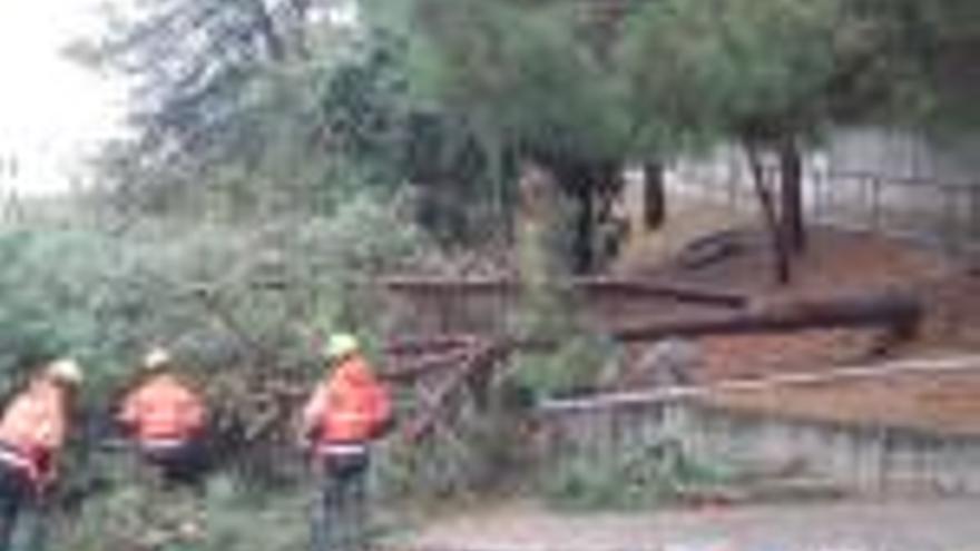 Un arbre caigut, a la pujada de les Pedreres.