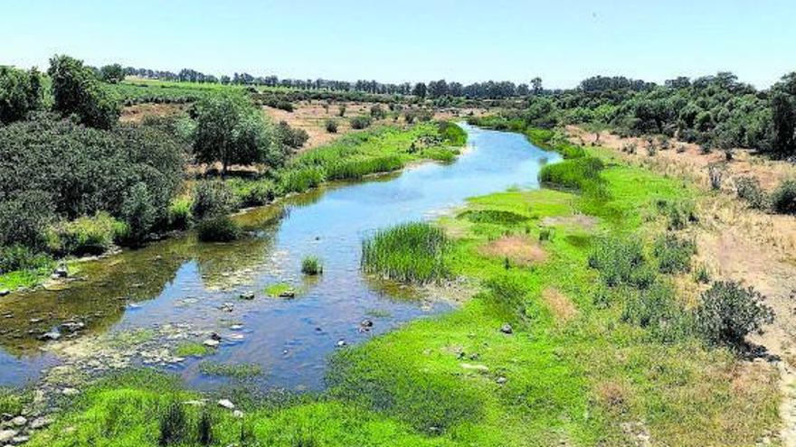 Sequía en los humedales de Doñana.  | // FERMÍN CABANILLAS