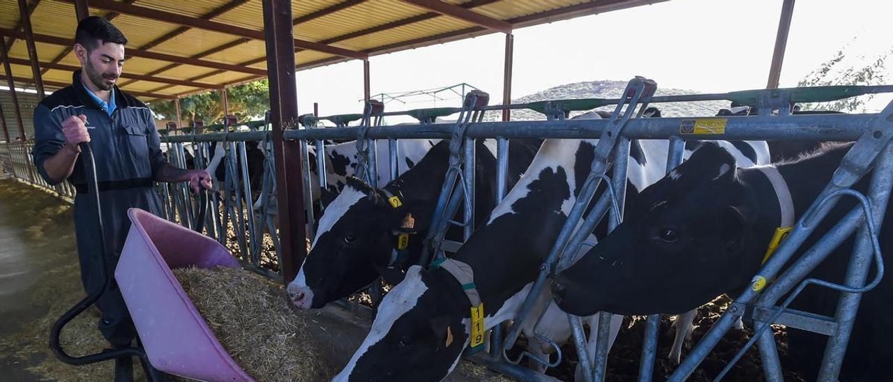 Un ganadero da de comer a sus vacas en una explotación ganadera de la localidad grancanaria de Ingenio.