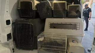 La Policía Local interviene 27 gallos de pelea en el barrio Virgen del Carmen en Alicante