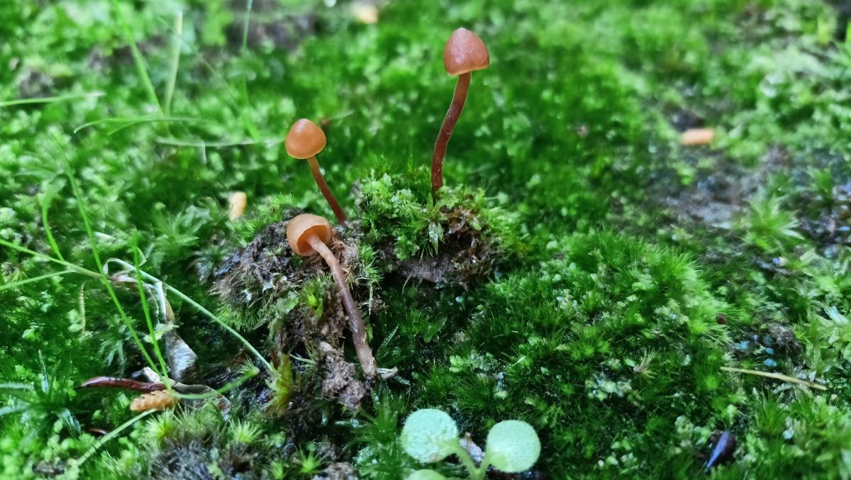 Galerina atkinsoniana