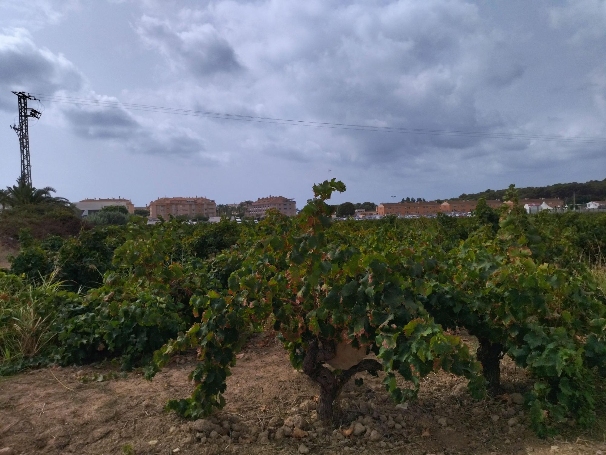 Resistencia y abandono en el paisaje protegido de viñedos de Teulada Moraira