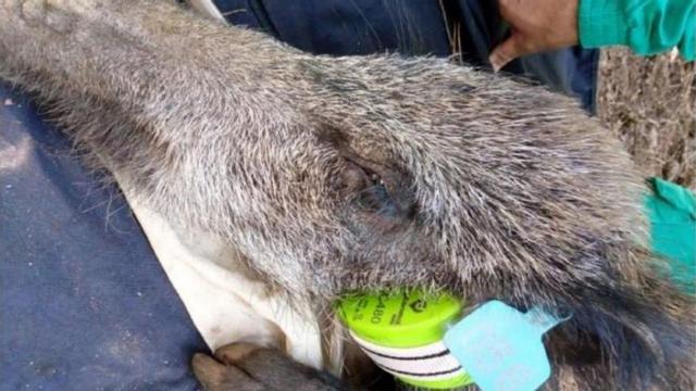 Uno de los animales con collar GPS y marca auricular. |    // ILLAS ATLÁNTICAS