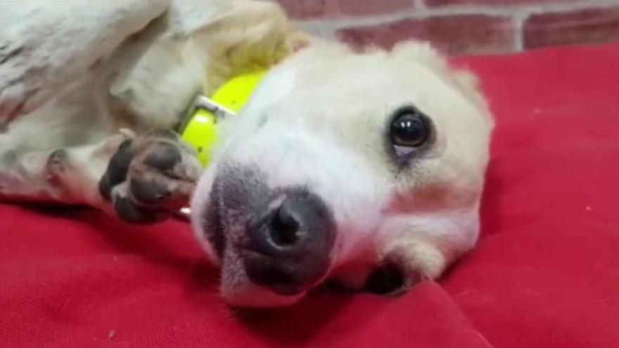 La historia de Clarita, la perra con problemas de movilidad que fue abandonada en Oviedo