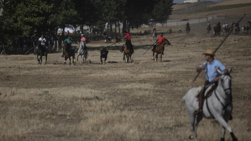 Encierro en Fuentelapeña