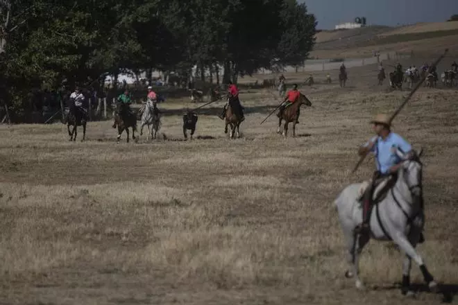 Encierro en Fuentelapeña