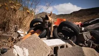 Narices de élite: la labor de las unidades caninas de La Laguna