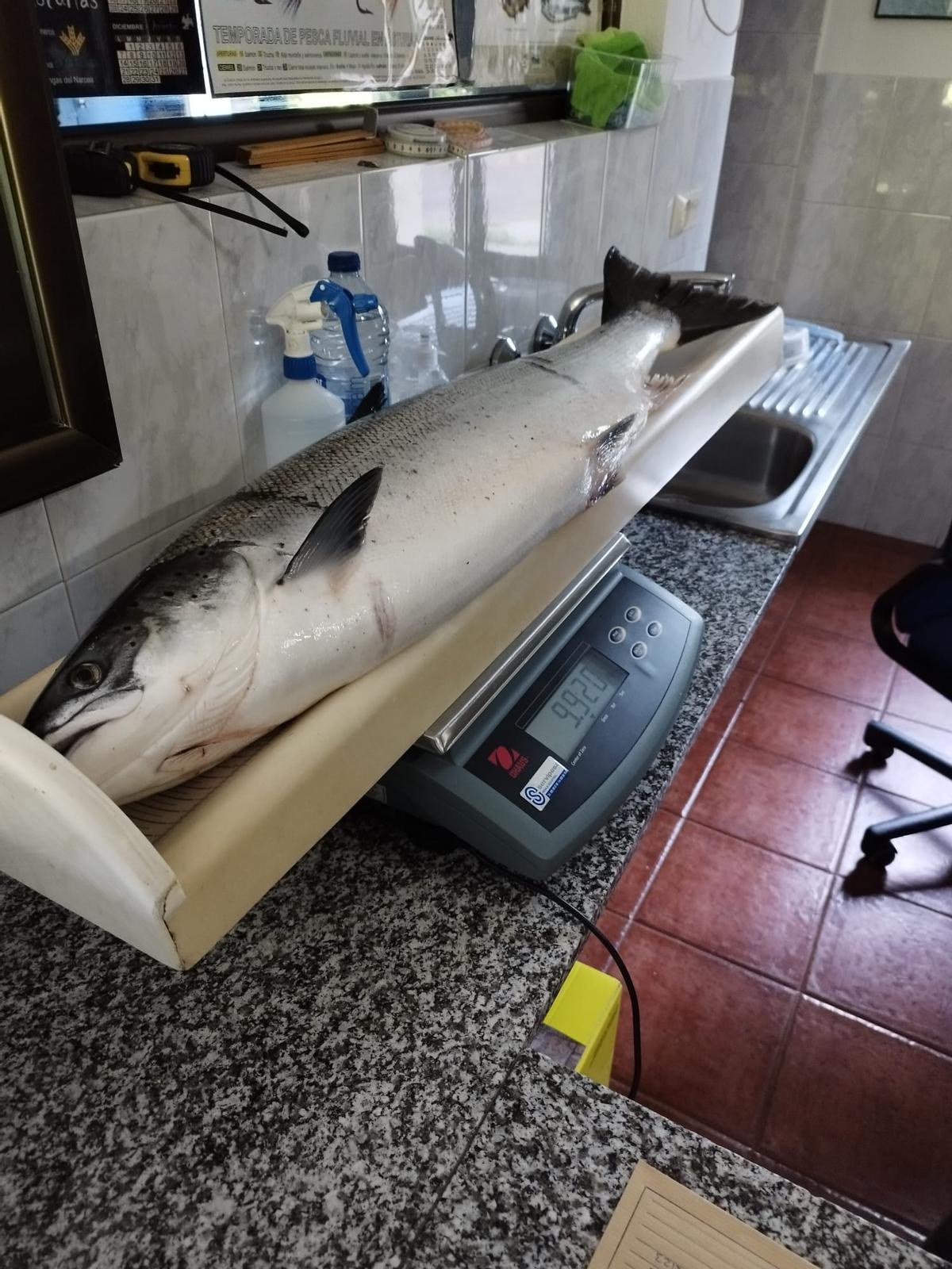El Salmón de casi 10 kilogramos durante el precinto
