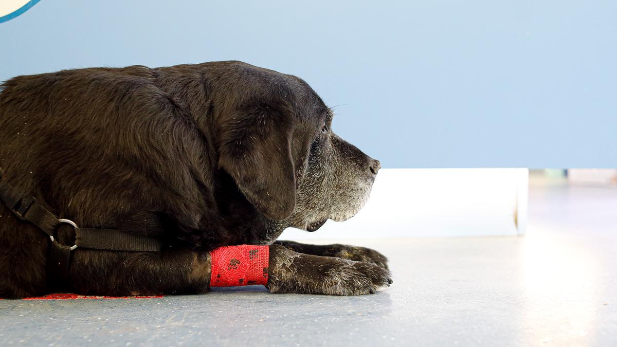 Uno de los pacientes de Clínica Veterinaria San Jorge.