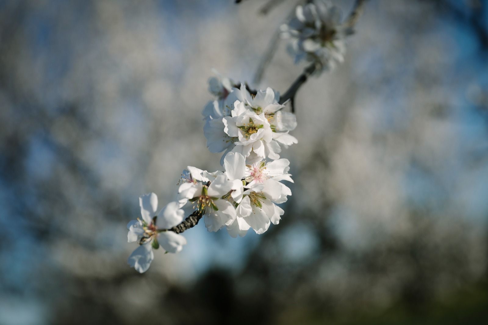 Las fotos del espectáculo de los almendros en flor en Mallorca - Diario de  Mallorca