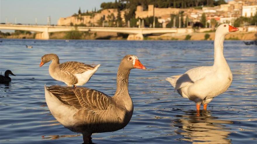La Junta trasladará gansos del Guadiana, en Badajoz, a otros municipios interesados