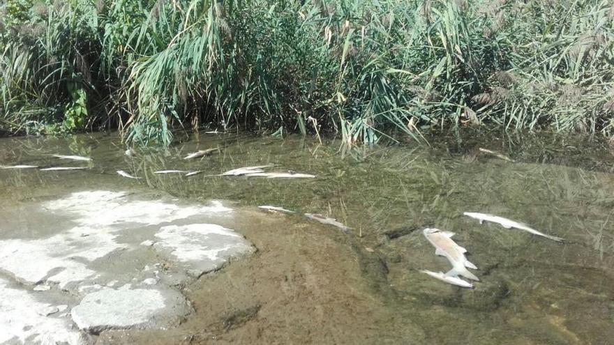 Grupos ecologistas denuncian la aparición de cientos de peces muertos en el río Henares