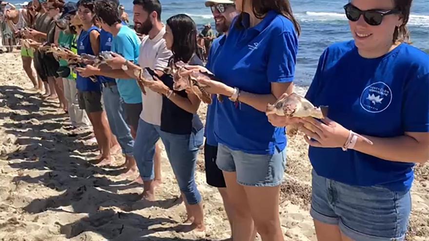 Es Cavallet presencia la mayor liberación de tortugas marinas de Balears