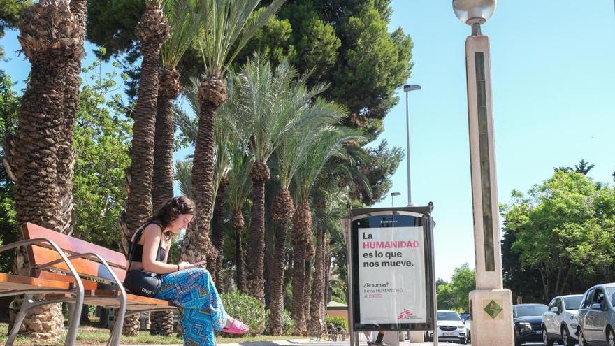 Parques y Jardines somete a una criba de palmeras débiles la avenida de la Libertad en Elche