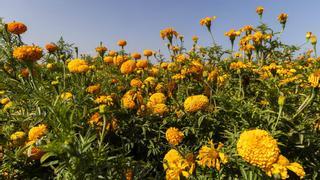 Los clavellones de la Batalla de Flores sobreviven a la meteorología adversa