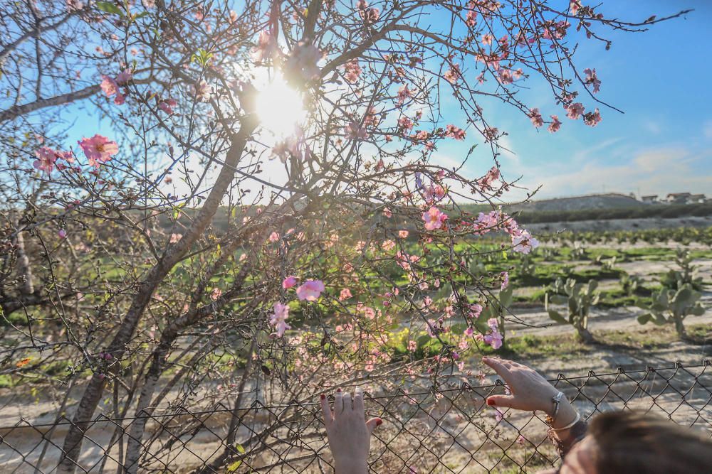 En algunos bancales de secano de la Vega Baja los almendros ya están en flor Es habitual para el caso de la comarca y más este año con lluvia y temperaturas moderadas de los últimos dos meses.