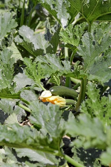 Mit den tiefgrünen Zucchini der Sorte carbassó negre beliefert die Familie Pascual Supermärkte und Gemüseläden der Insel. Die geöffneten Blüten sind für den Gourmet-Markt bestimmt, wie auch das zarte Baby-Format der Frucht.