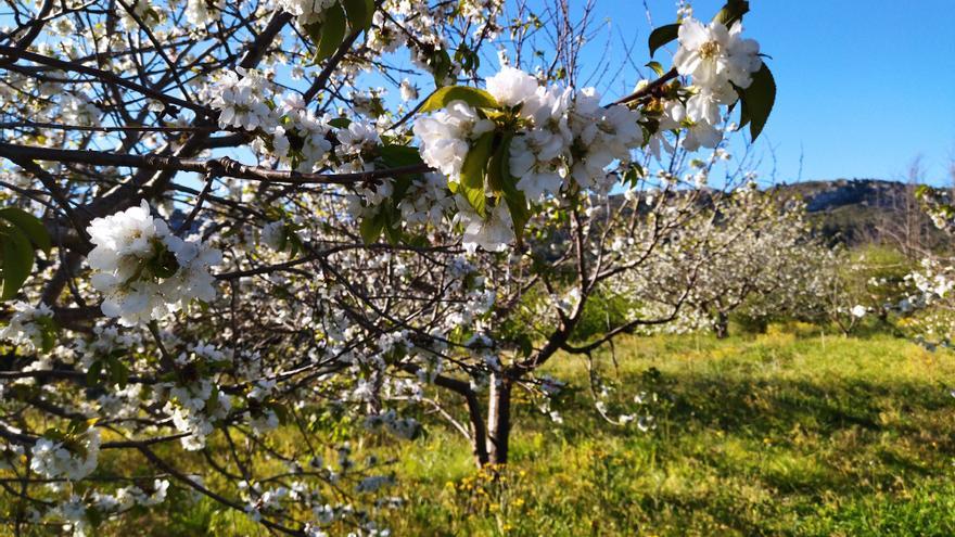 El &quot;Hanami&quot; valenciano: ya florecen los cerezos en la Vall de Laguar