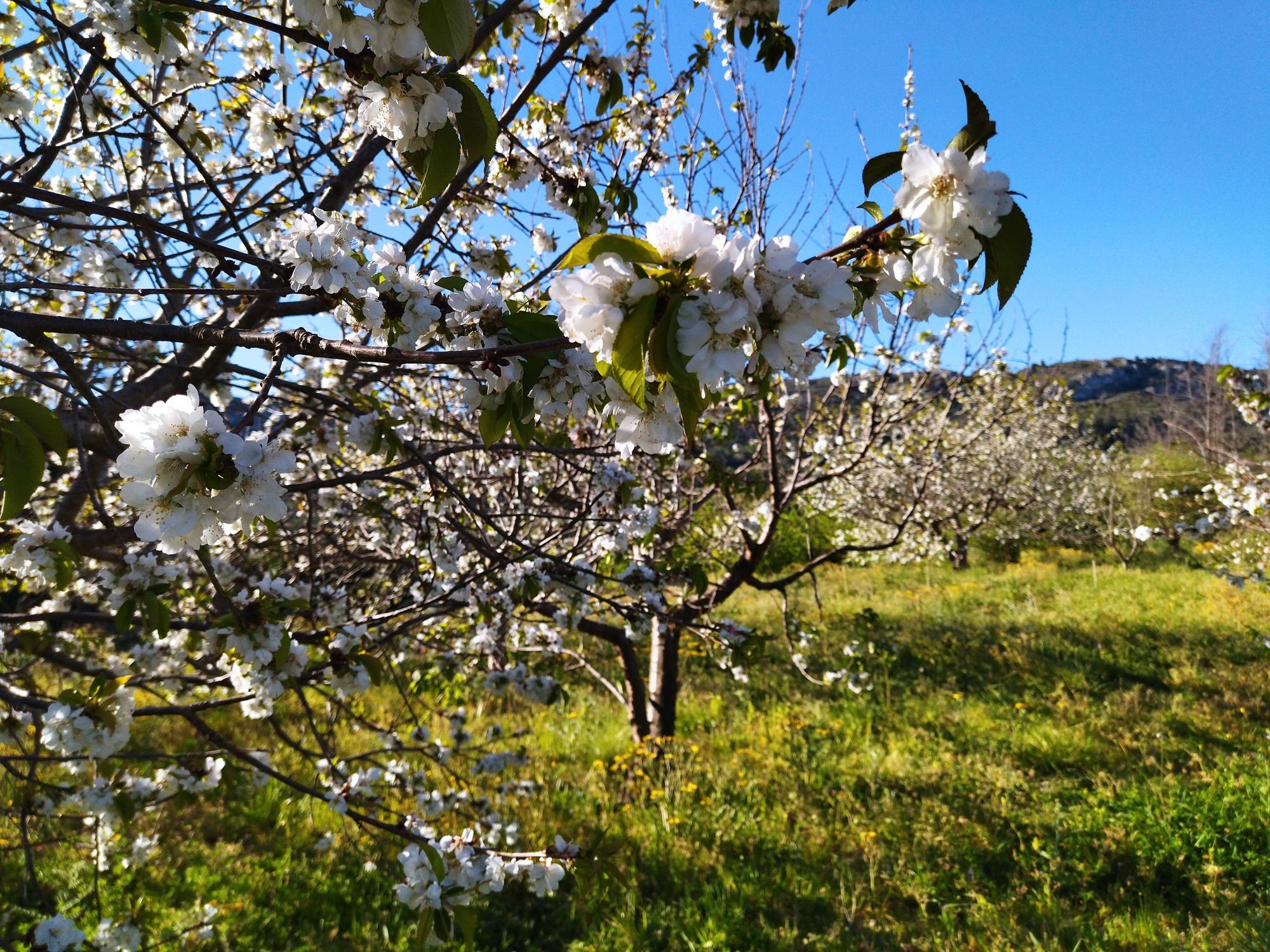 El "Hanami" valenciano: ya florecen los cerezos en la Vall de Laguar