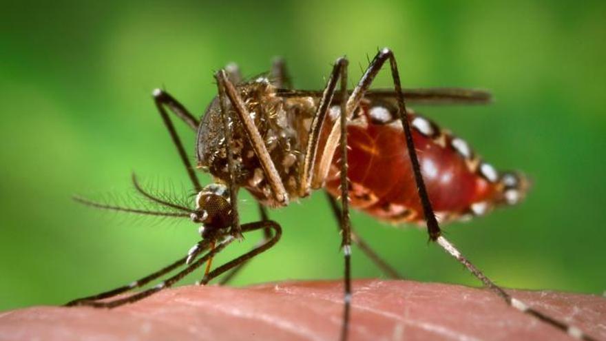 El nombre de casos de Zika a Catalunya sobrepassa la setantena