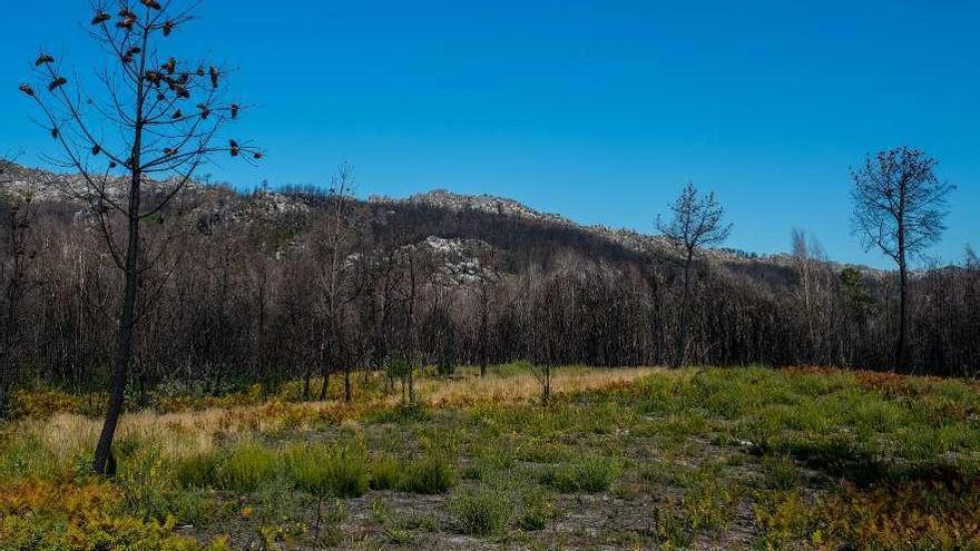 El pasado octubre, un año después de la catástrofe, aún era visible el daño del fuego. // Brais Lorenzo